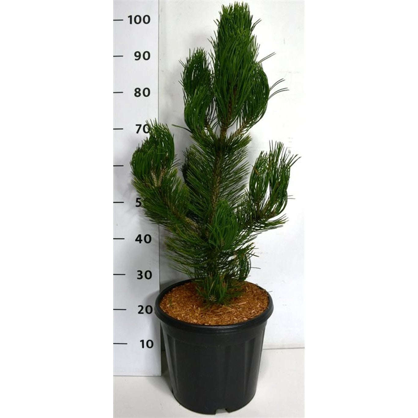 Svartbarrtall – Pinus heldreichii 'Satellit' - C12 60-70 CM